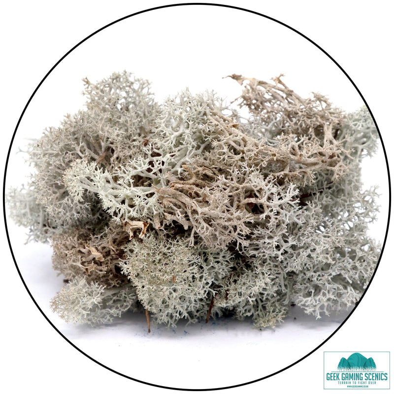 Lichen - Reindeer Moss (Icelandic Moss) Natural