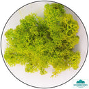 Lichen - Reindeer Moss (Icelandic Moss) Apple Green (Spring)-Geek Gaming