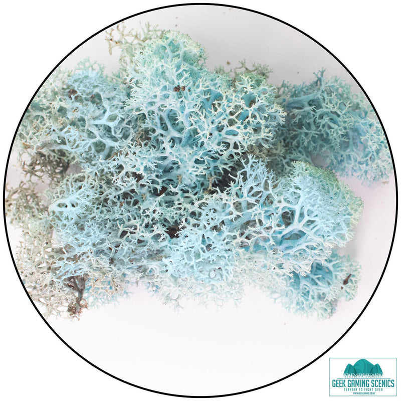 Lichen - Reindeer Moss (Icelandic Moss) Aquamarine-Geek Gaming