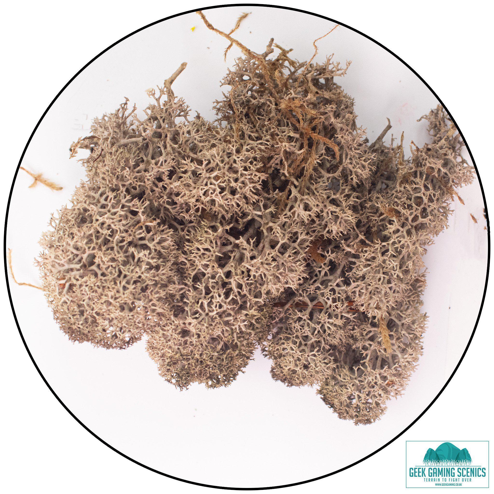 Lichen - Reindeer Moss (Icelandic Moss) Brown-Geek Gaming