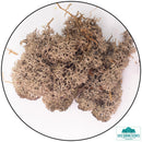 Lichen - Reindeer Moss (Icelandic Moss) Brown-Geek Gaming
