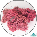 Lichen - Reindeer Moss (Icelandic Moss) Burgundy Red-Geek Gaming