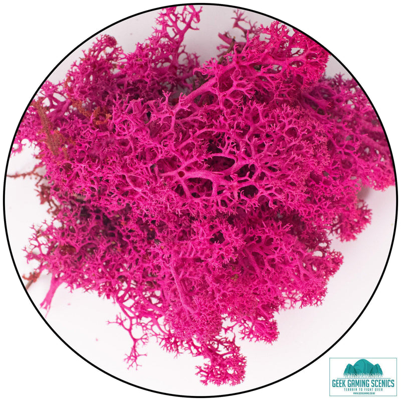 Lichen - Reindeer Moss (Icelandic Moss) Cherry Blossom-Geek Gaming