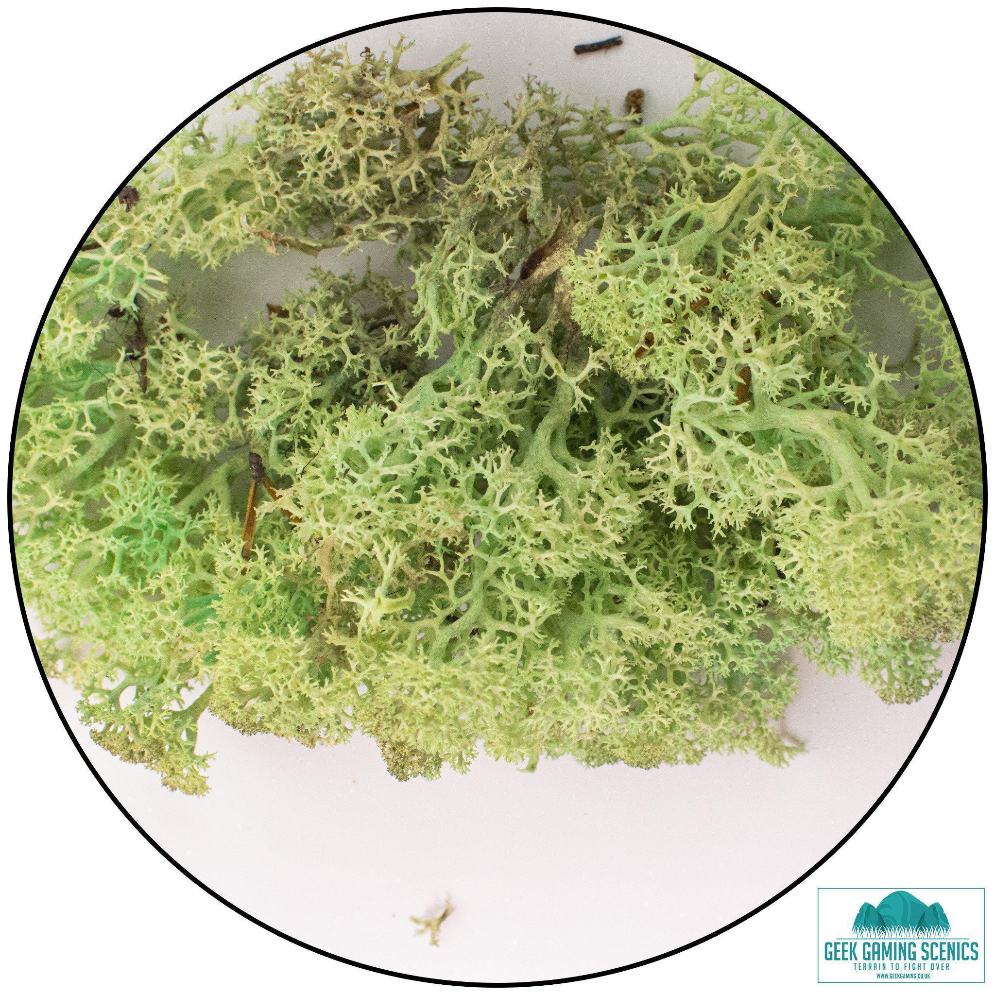 Lichen - Reindeer Moss (Icelandic Moss) Mint Green-Geek Gaming