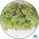 Lichen - Reindeer Moss (Icelandic Moss) Mint Green-Geek Gaming