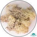 Lichen - Reindeer Moss (Icelandic Moss) Misty White-Geek Gaming