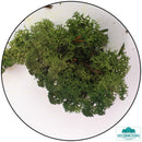 Lichen - Reindeer Moss (Icelandic Moss) Moss Green-Geek Gaming