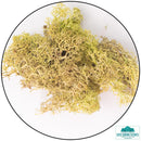 Lichen - Reindeer Moss (Icelandic Moss) Old Green-Geek Gaming