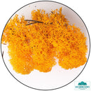 Lichen - Reindeer Moss (Icelandic Moss) Orange-Geek Gaming