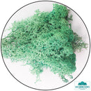 Lichen - Reindeer Moss (Icelandic Moss) Pacific Green-Geek Gaming