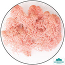 Lichen - Reindeer Moss (Icelandic Moss) Rose-Geek Gaming