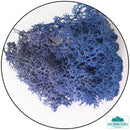Lichen - Reindeer Moss (Icelandic Moss) Royal Blue-Geek Gaming