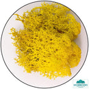 Lichen - Reindeer Moss (Icelandic Moss) Yellow-Geek Gaming
