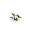 Laser Plants - Lords and Ladies