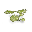 Gamers Grass Monstera Laser Cut Plant