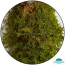 Tree Canopy - Tree Foliage Sheets-Tree Making-Geek Gaming